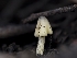  ( - FDS-CA-01349)  @11 [ ] by-nc (2024) Stu Pickell Fungal Diversity Survey