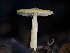  ( - FDS-CA-01349)  @11 [ ] by-nc (2024) Stu Pickell Fungal Diversity Survey