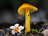  ( - FDS-CA-01350)  @11 [ ] by-nc (2024) Stu Pickell Fungal Diversity Survey