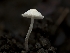  ( - FDS-CA-01303)  @11 [ ] by-nc (2024) Stu Pickell Fungal Diversity Survey
