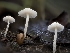  ( - FDS-CA-01303)  @11 [ ] by-nc (2024) Stu Pickell Fungal Diversity Survey