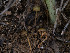  ( - FDS-CA-01315)  @11 [ ] by-nc (2024) Stu Pickell Fungal Diversity Survey