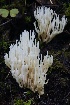  ( - FDS-CA-00747)  @11 [ ] by-nc (2024) Taye Bright Fungal Diversity Survey