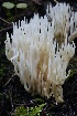  ( - FDS-CA-00747)  @11 [ ] by-nc (2024) Taye Bright Fungal Diversity Survey