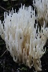  ( - FDS-CA-00747)  @11 [ ] by-nc (2024) Taye Bright Fungal Diversity Survey