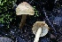  (Tricholoma aurantio-olivaceum - FDS-CA-00748)  @11 [ ] by-nc (2024) Taye Bright Fungal Diversity Survey
