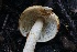  ( - FDS-CA-00748)  @11 [ ] by-nc (2024) Taye Bright Fungal Diversity Survey