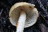  ( - FDS-CA-00748)  @11 [ ] by-nc (2024) Taye Bright Fungal Diversity Survey