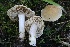  (Inocybe chondroderma - FDS-CA-00751)  @11 [ ] by-nc (2024) Taye Bright Fungal Diversity Survey
