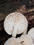  (Gloeophyllales - FDS-CA-02108)  @11 [ ] by (2024) Mandy Hackney Fungal Diversity Survey