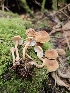  (Cystoderma clastotrichum - FDS-CA-02197)  @11 [ ] by (2024) Mandy Hackney Fungal Diversity Survey