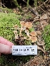  ( - FDS-CA-02197)  @11 [ ] by (2024) Mandy Hackney Fungal Diversity Survey