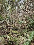  ( - FDS-CA-02197)  @11 [ ] by (2024) Mandy Hackney Fungal Diversity Survey