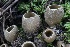 ( - FDS-CA-00766)  @11 [ ] by-nc (2024) Taye Bright Fungal Diversity Survey