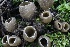  ( - FDS-CA-00766)  @11 [ ] by-nc (2024) Taye Bright Fungal Diversity Survey