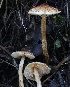  (Lepiota sp. castanea-PNW04 - FDS-CA-00759)  @11 [ ] by-nc (2024) Taye Bright Fungal Diversity Survey