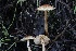  ( - FDS-CA-00759)  @11 [ ] by-nc (2024) Taye Bright Fungal Diversity Survey