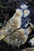  ( - FDS-CA-00754)  @11 [ ] by-nc (2024) Taye Bright Fungal Diversity Survey