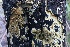 ( - FDS-CA-00754)  @11 [ ] by-nc (2024) Taye Bright Fungal Diversity Survey