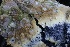  ( - FDS-CA-00754)  @11 [ ] by-nc (2024) Taye Bright Fungal Diversity Survey