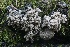  ( - FDS-CA-00761)  @11 [ ] by-nc (2024) Taye Bright Fungal Diversity Survey