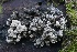  ( - FDS-CA-00761)  @11 [ ] by-nc (2024) Taye Bright Fungal Diversity Survey