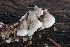  ( - FDS-CA-00758)  @11 [ ] by-nc (2024) Taye Bright Fungal Diversity Survey