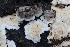  ( - FDS-CA-00758)  @11 [ ] by-nc (2024) Taye Bright Fungal Diversity Survey