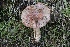  ( - FDS-CA-00753)  @11 [ ] by-nc (2024) Taye Bright Fungal Diversity Survey