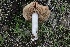  ( - FDS-CA-00753)  @11 [ ] by-nc (2024) Taye Bright Fungal Diversity Survey