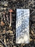  ( - FDS-CA-00332)  @11 [ ] by-nc (2024) Christian Schwarz Fungal Diversity Survey