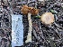  ( - FDS-CA-00337)  @11 [ ] by-nc (2024) Christian Schwarz Fungal Diversity Survey