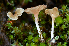  ( - FDS-CA-00321)  @11 [ ] by-nc (2024) Christian Schwarz Fungal Diversity Survey