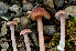  ( - FDS-CA-00332)  @11 [ ] by-nc (2024) Christian Schwarz Fungal Diversity Survey