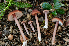 ( - FDS-CA-00332)  @11 [ ] by-nc (2024) Christian Schwarz Fungal Diversity Survey