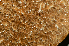  ( - FDS-CA-00317)  @11 [ ] by-nc (2024) Christian Schwarz Fungal Diversity Survey