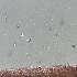  ( - FDS-CA-00321)  @11 [ ] by-nc (2024) Christian Schwarz Fungal Diversity Survey