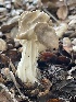  ( - FDS-CA-00595)  @11 [ ] by-nc (2024) Damon Tighe Fungal Diversity Survey