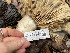  ( - FDS-CA-00592)  @11 [ ] by-nc (2024) Damon Tighe Fungal Diversity Survey