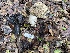  ( - FDS-CA-00592)  @11 [ ] by-nc (2024) Damon Tighe Fungal Diversity Survey