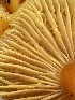  ( - FDS-CA-00589)  @11 [ ] by-nc (2024) Damon Tighe Fungal Diversity Survey