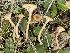  ( - FDS-CA-00586)  @11 [ ] by-nc (2024) Damon Tighe Fungal Diversity Survey