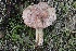  ( - FDS-CA-00753)  @11 [ ] by-nc (2024) Taye Bright Fungal Diversity Survey