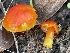  (Hygrocybe sp. ceracea-PNW07 - FDS-CA-05327)  @11 [ ] by-nc (2024) Damon Tighe Fungal Diversity Survey