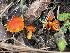  ( - FDS-CA-05327)  @11 [ ] by-nc (2024) Damon Tighe Fungal Diversity Survey