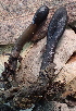  ( - FDS-CA-00599)  @11 [ ] by-nc (2024) Damon Tighe Fungal Diversity Survey