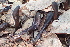  ( - FDS-CA-00599)  @11 [ ] by-nc (2024) Damon Tighe Fungal Diversity Survey