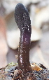  ( - FDS-CA-00599)  @11 [ ] by-nc (2024) Damon Tighe Fungal Diversity Survey