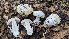  ( - FDS-CA-01734)  @11 [ ] c (2024) Michelle C. Torres-Grant Fungal Diversity Survey
