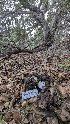  ( - FDS-CA-01734)  @11 [ ] c (2024) Michelle C. Torres-Grant Fungal Diversity Survey